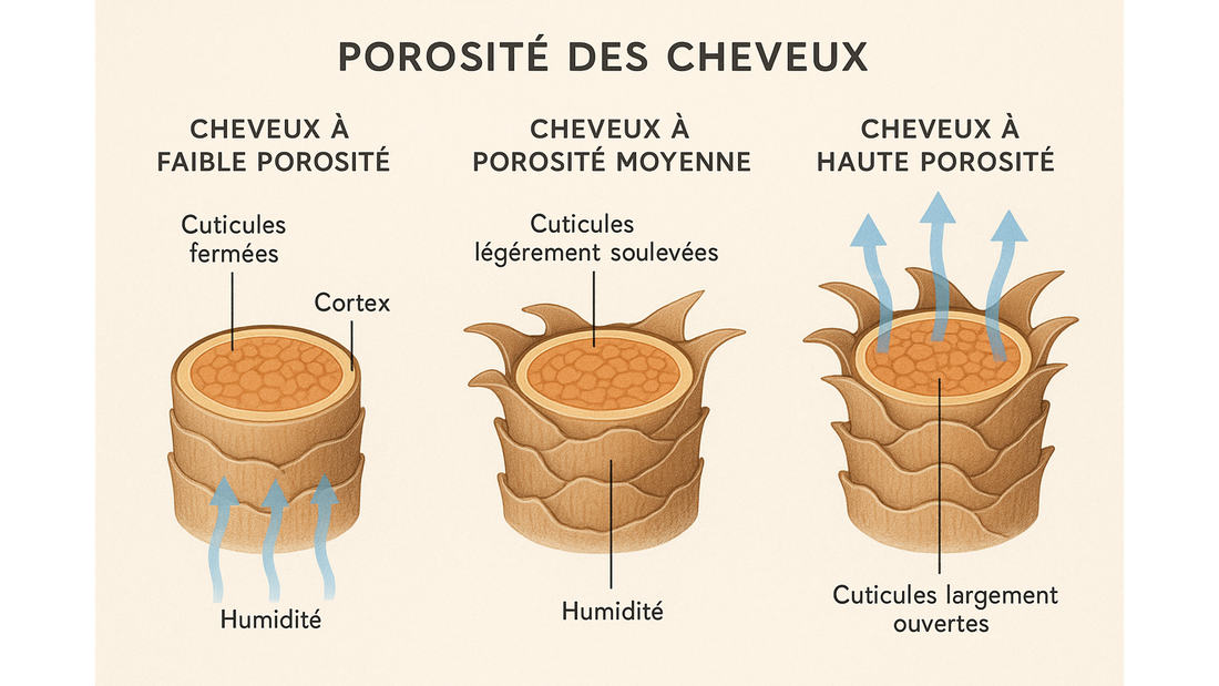 Porosité des cheveux : comment comprendre et soigner vos cheveux bouclés, frisés ou crépus